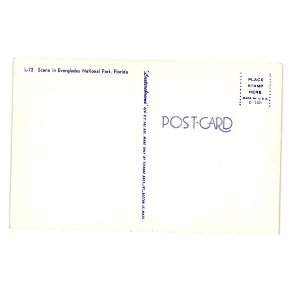 Scene In Everglades National Park Postcard Tichnor Bros USA Vintage Unused Swamp - Picture 2 of 2